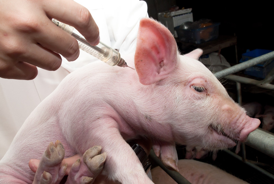 Kiek laiko vartojate genų terapija apdorotą kiaulieną?