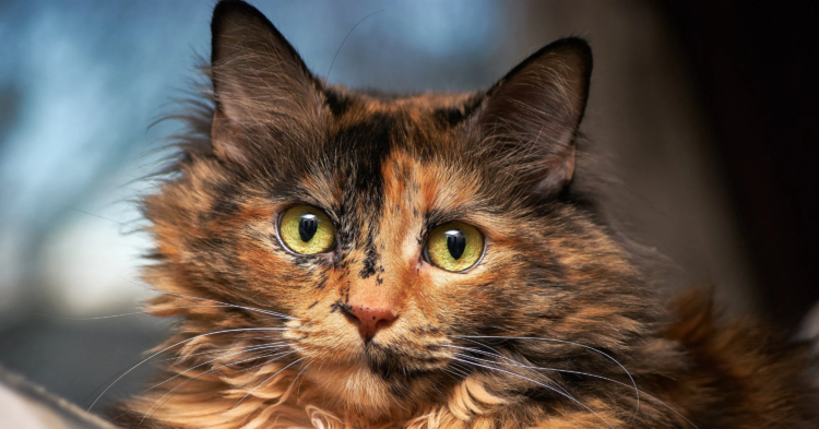 Paslaptinga kačių galia: kaip jos jaučia žmogaus ligas