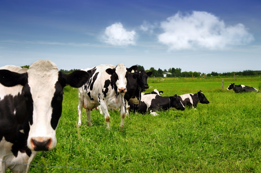 Nyderlandų vyriausybė nori apriboti karvių skaičių