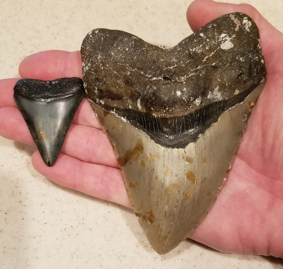 Megalodono viršutinis dantis (dešinėje) lenkia baltojo ryklio dantį.