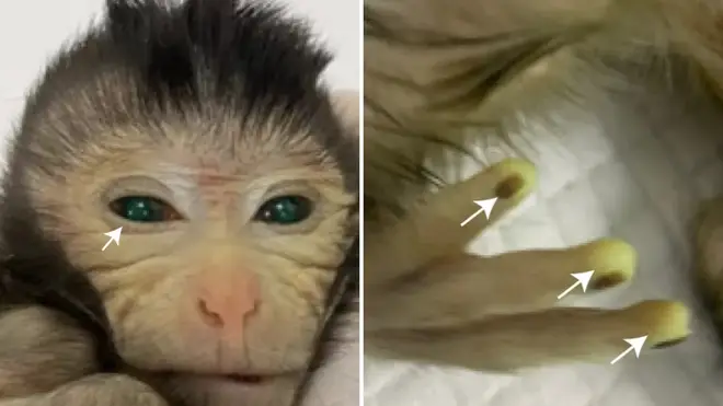 Kinijos mokslininkai sukūrė "Frankenšteino" beždžionę chimerą