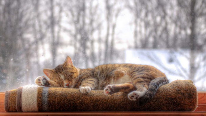 Kaip katės prognozuoja orus: mokslinės prognozės ir žmonių prietarai
