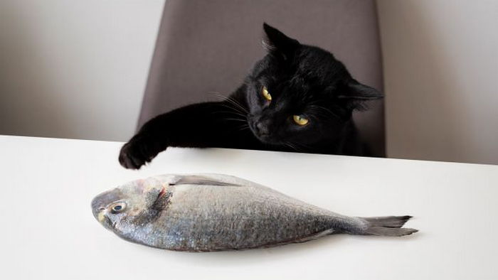 Ar galima katėms duoti žalios žuvies: atsakymas jus nustebins