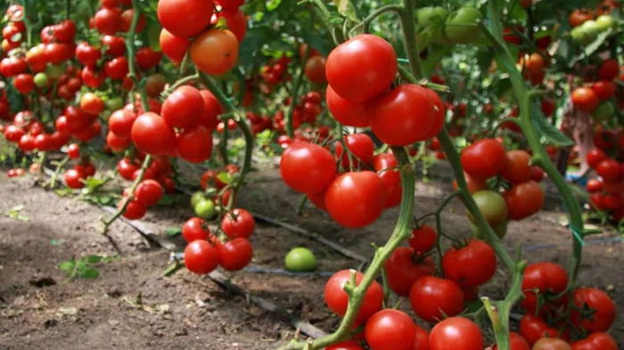 10 augalų, kurių negalima sodinti šalia pomidorų: prarasite derlių