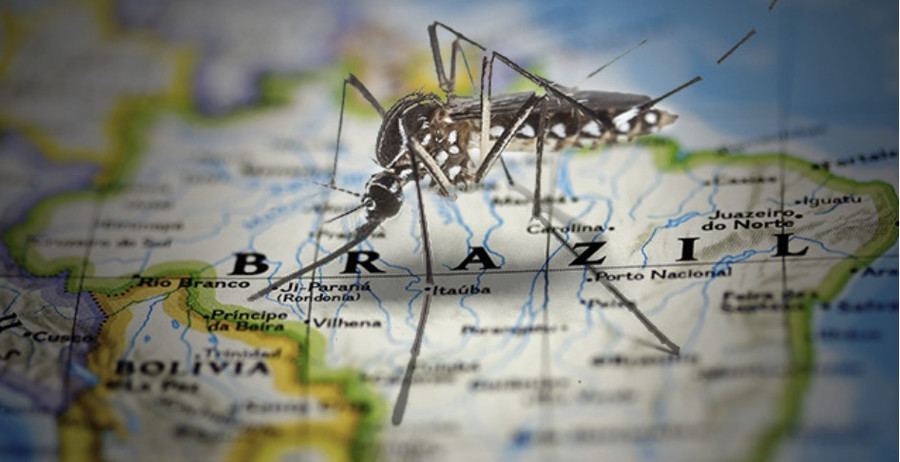 Billo Gateso GMO uodai Brazilijoje 400 proc. padidino dengė karštligės