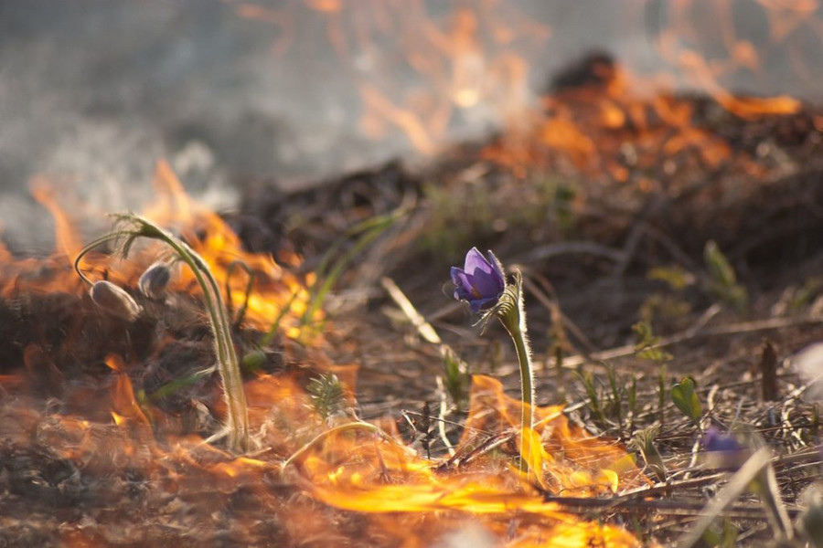 Už žolės deginimą – bauda ir žalos gamtai atlyginimas