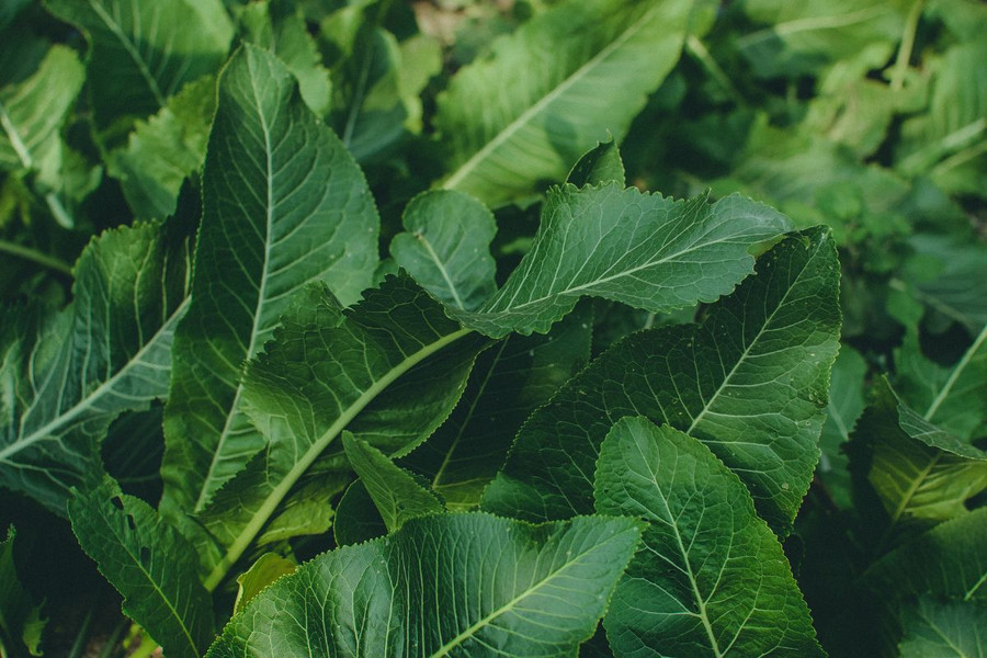 Krienų lapų arbata: sveikatos nauda ir tradicijos