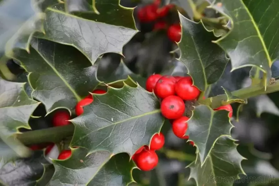 Šventinių augalų pasirinkimas: Kalėdų dekoracijos jūsų namams