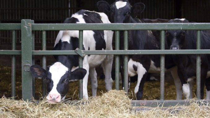 Karvės staiga pradėjo kristi po to, kai į pašarą buvo pridėtas metano kiekį mažinantis produktas Karvės staiga pradėjo kristi po to, kai į pašarą buvo pridėtas metano kiekį mažinantis produktas