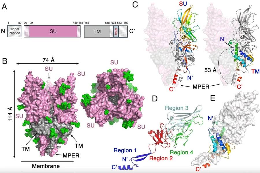 Tyrimas: COVID-19 ‘spyglio baltymas’ iš tiesų buvo HERV-K