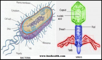 Virusas ar bakterija