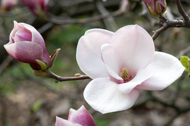 magnolijų žievė, vėžys, cancer, magnolia, onkologija, paranormal.lt