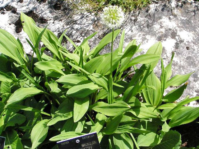 Meškiniai česnakai (Allium ursinum)