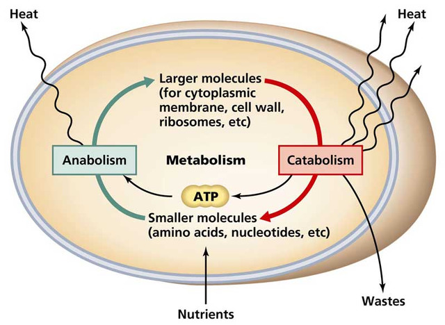 nabolizmas,katabolizmas,metabolizmas