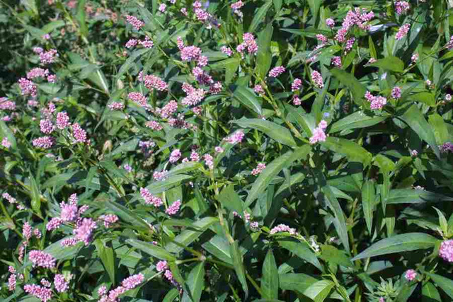 Dėmėtasis rūgtis (Persicaria maculosa)