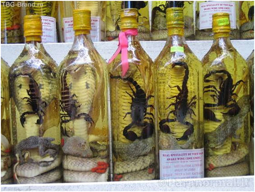 Gyvačių vynas, Tailandas, mokslo afiša