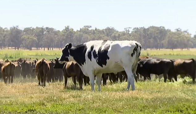 bulius, jautis, Australija, Knickers, Holstein-Friesian