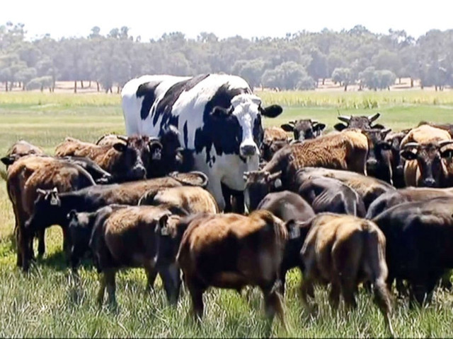 bulius, jautis, Australija, Knickers, Holstein-Friesian