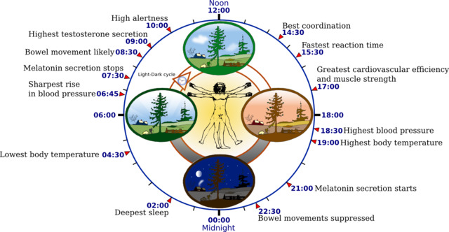 organizmas, biologinis laikrodis, laikas