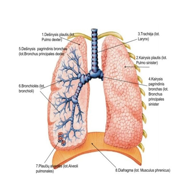 bronchai, kosulys, plaučiai