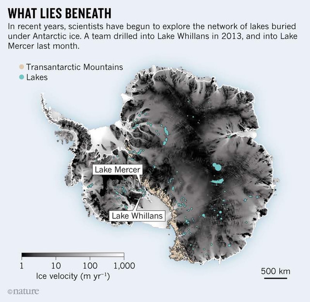 Antarktida, Mercerio ežeras, vėžiagyviai
