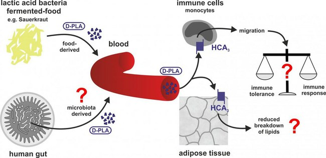 Bendra schema, kaip D-PLA metabolitas sąveikauja su HCA receptoriumi