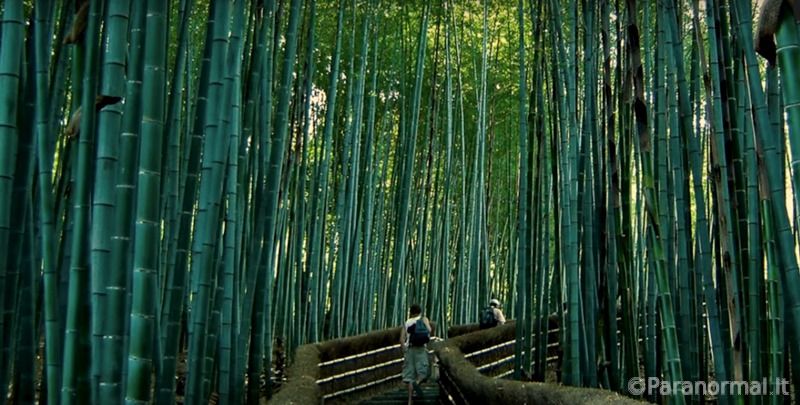 Juodojo bambuko slėnio mįsle