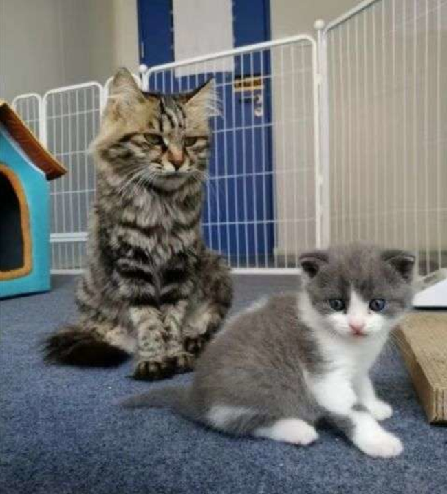 Klonuotas kačiukas su savo surogatine mama