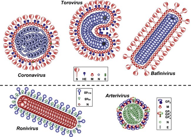 Koronavirusas — viršutinėje kairiausias, išties primena karūną