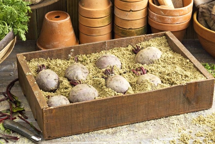 Burokėlius galima laikyti medinėse dėžėse su smėliu