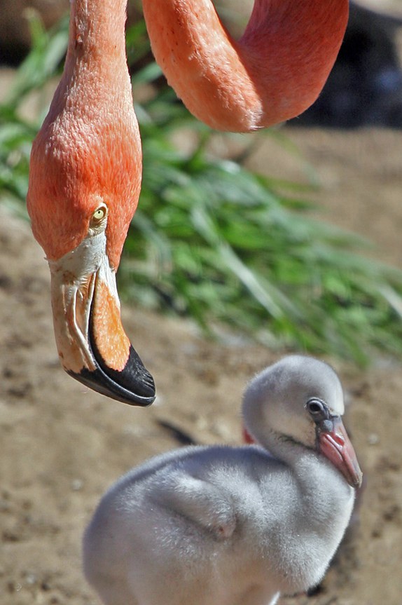 Pilkas flamingo jauniklis. Atkreipkite dėmesį į flamingo snapą.