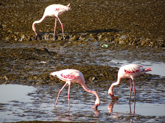 Flamingai sekliame vandenyje ir purve ieško maisto