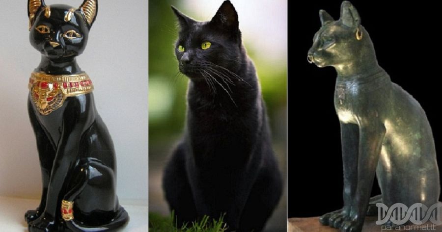 katės, gyvūnai, gamta, istorija, mitai, mistika