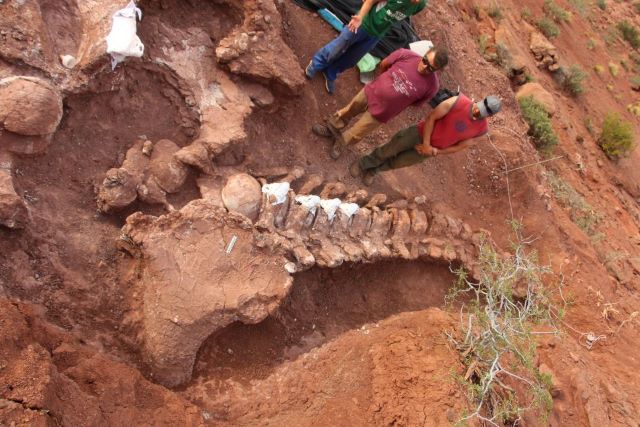 Argentina, atradimas, dinozauras, gyvūnas, kaulai, palaikai