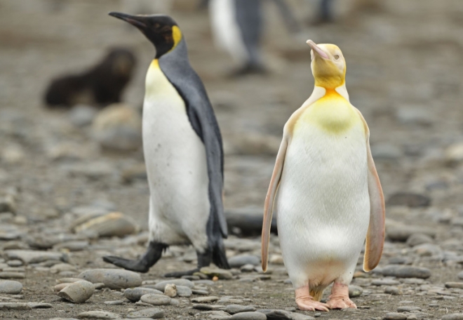Antarktida, ekspedicija, fotografas, fotografija, Gamta, pingvinas