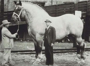 Belgijos eržilas Brooklyn Supreme didžiausias arklys pasaulyje