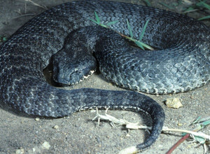 Mirtinoji gyvatė (Acanthophis)