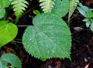 Nuodingas Augalas Pasaulyje - Geliantis medis (Dendrocnide moroides)