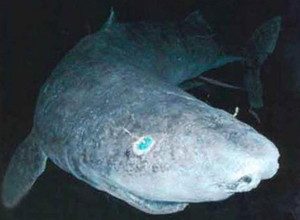 Zoologai sugavo 512 metų senumo ryklį