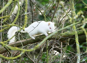 albinosas, voverė