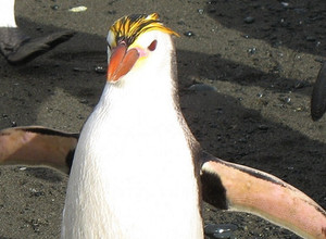 Antarktidos karališkieji pingvinai gali išnykti iki šio šimtmečio paba