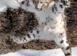 Snieginio Leopardo Šuolio Foto