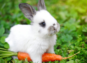 Ar triušiai iš tiesų taip jau mėgsta morkas?