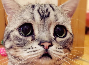 Pati liūdniausia pasaulio katė rasta Kinijoje