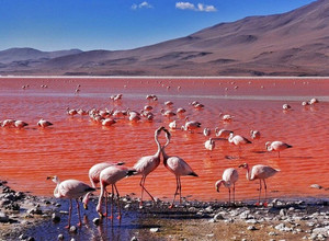 Raudonoji lagūna, lagūna, ežeras, gamta, gamtos paslaptys, Bolivija