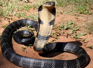 Karališkoji kobra (Ophiophagus hannah)