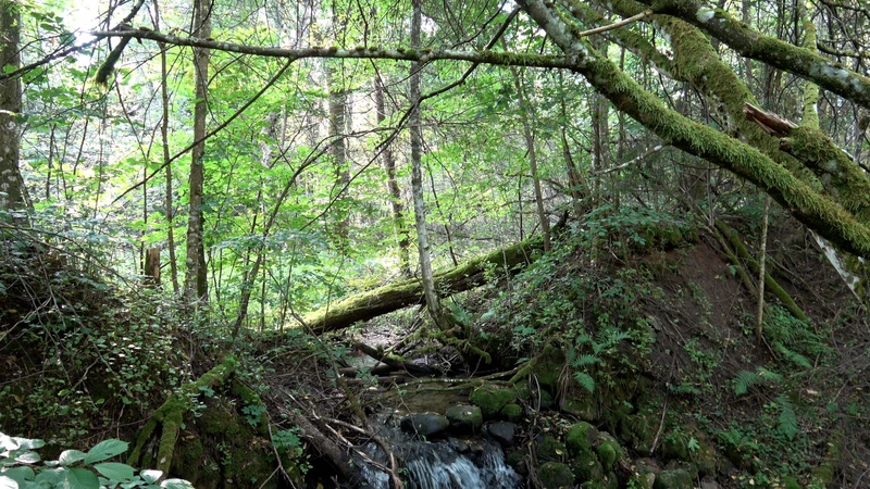 Nuostabus krioklys miške