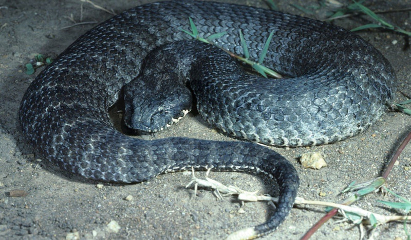 Mirtinoji gyvatė (Acanthophis)