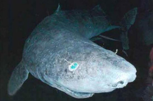 Zoologai sugavo 512 metų senumo ryklį