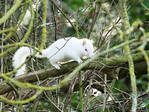 Užfiksavo ypatingai retą voverę albinosę